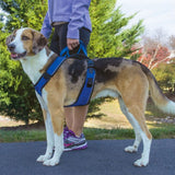 PetSafe Easy Sport Harness Medium Blue